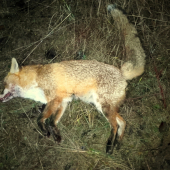 Lišiak privabeny zajačim vrešťadlom
