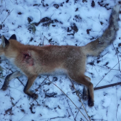 22 WMR zase uradovala