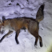 22 WMR nedala liske sancu