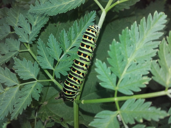 Húsenica Vidlochvosta feniklového