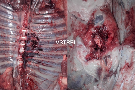 8x57js Sako Hammehead 13g