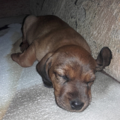 Heda Toturov dvor 8 týždňov