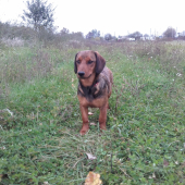 Heda Toturov dvor 7 mesiacov