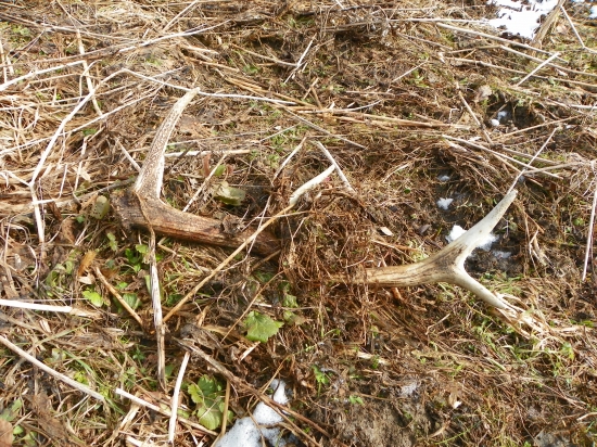 Tohto-minulo ročný