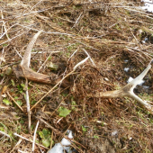 Tohto-minulo ročný