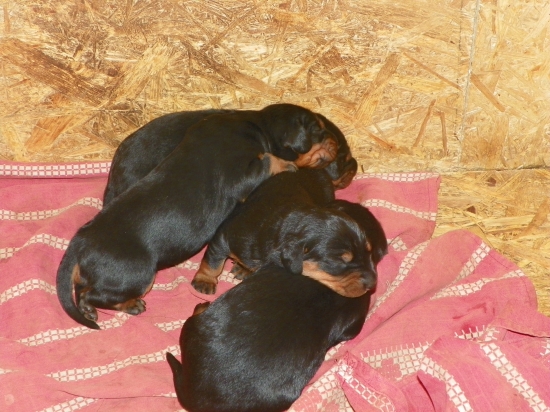 Malé diviačiare :)