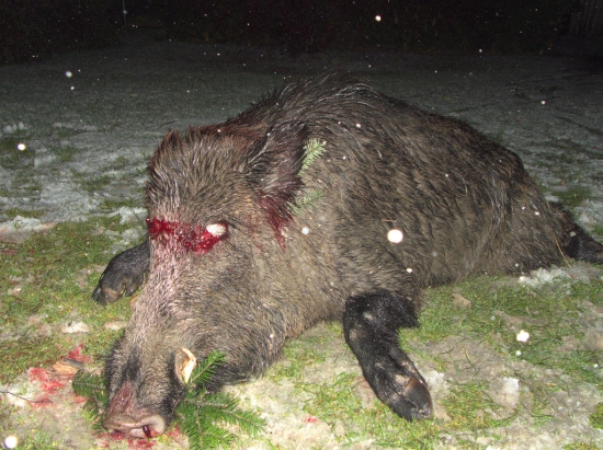 Diana opäť dopriala..