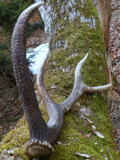 Tohto-minulo ročný