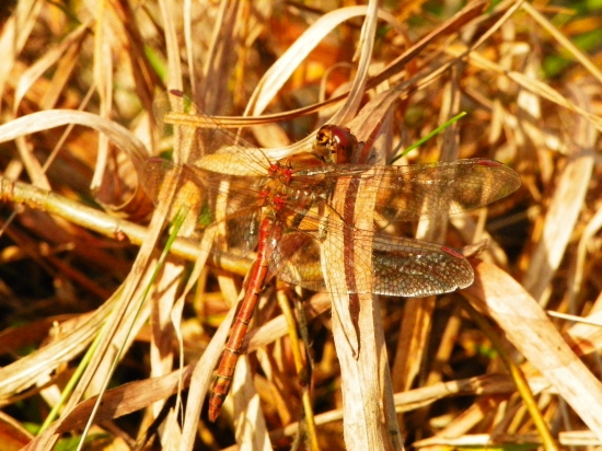 Vyhrievala sa na slniečku