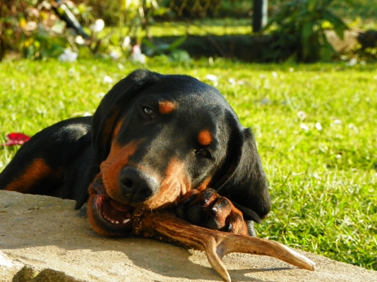 Horár spod Kokavskej Varty