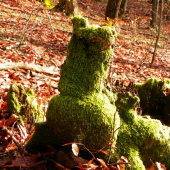 Len tak si tam stál... ;) ten peň....