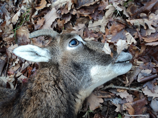 Rohatá muflónica - detail