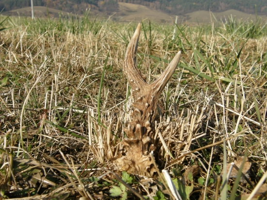 celkom pekná vidlička