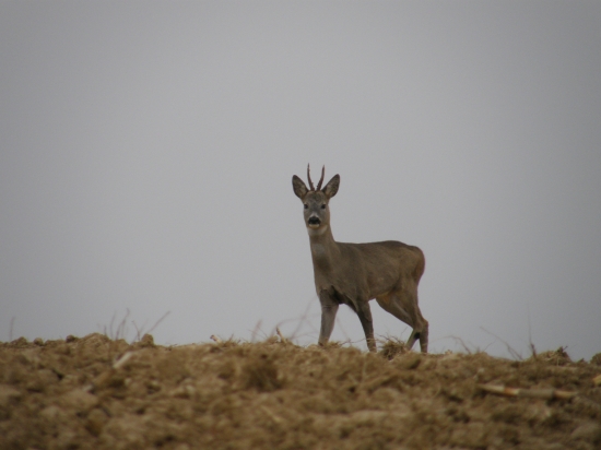 stále v plnej zbroji
