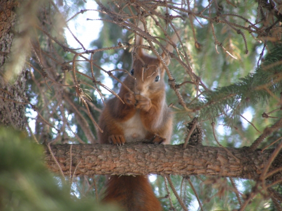 konečne mám oriešok