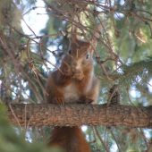 konečne mám oriešok