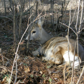 kukuč