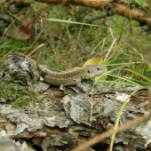 jašterička