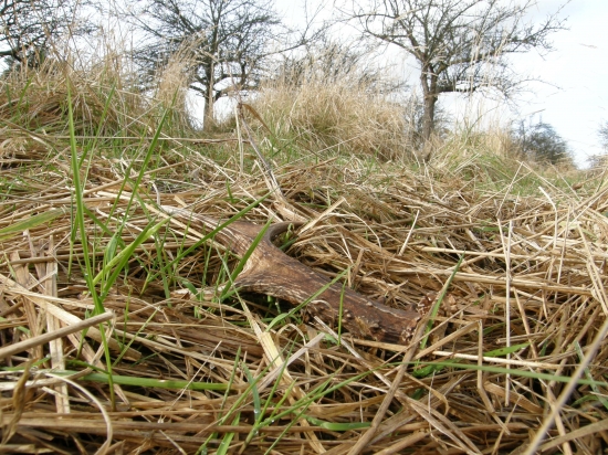 druhy po troch dňoch