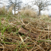 druhy po troch dňoch