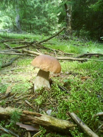 zvonku krásny, v nútri celý deravý