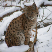 skoro ako z kalendára