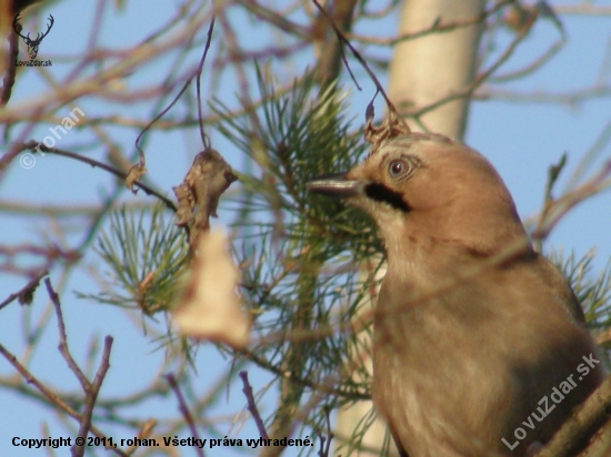 garrulus