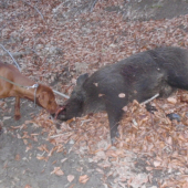 pekne streleny  na lopatu  :D