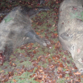 pekný kanci zo spoločnej polovačky