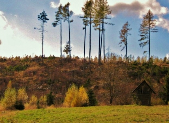 lesná lúčka