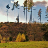 lesná lúčka