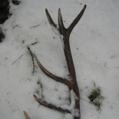 ale nie nebola to haluz...