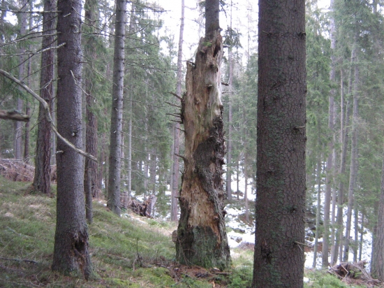 starenka...
