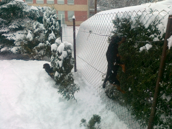 Keď vrabce pokoj nedajú