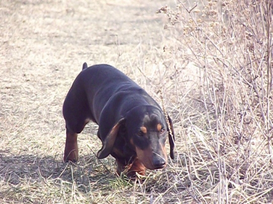 .....stále s nosom pri zemi :)