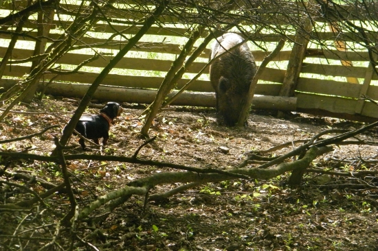 ..vyhľadať, hlásiť, zadržať..