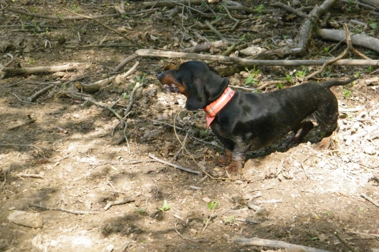 Tréning vytrvalosti pri diviakoch - momentka