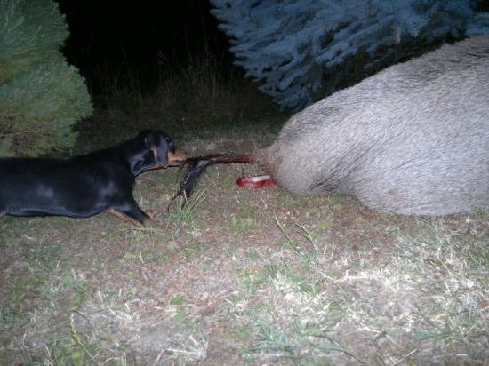 Prvý kontakt s diviakom