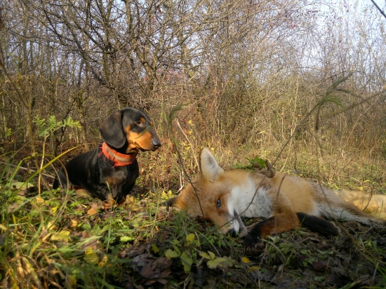 Za trnkovým keřem...