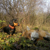 Za trnkovým keřem...