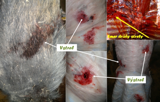 Lapua Naturalis 11,0 g .308 Win. vs Diviak