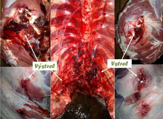 Lapua Naturalis 11,0 g .308 Win. vs Diviak