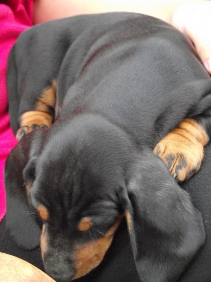 Argo z Dragulice - hladkosrstý jazvečík