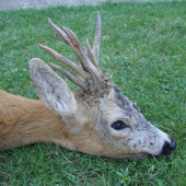 otcův životní