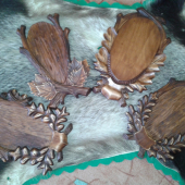 pod srnce do nastávající sezony