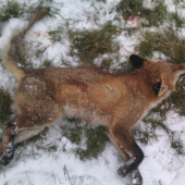 prvni v novem roku a prasiva