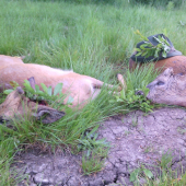posledni rozuceni s rodnyma ukama