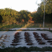 prvni spolecna na bazanty