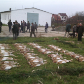 prvnni zajeci 2016