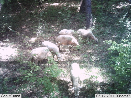 sú všade a všetko zožerú